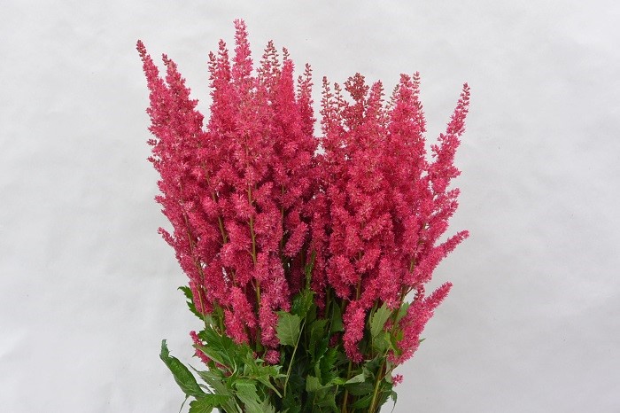 ASTILBE FANAL